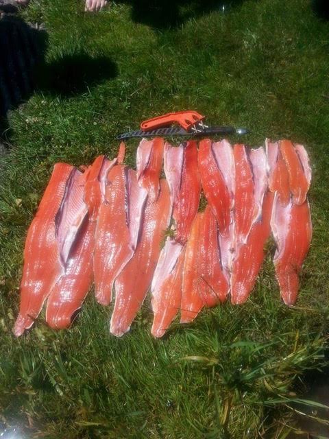 SOCKEYE SALMON – Upper Columbia Guide Service